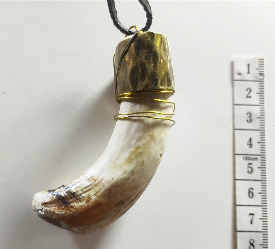 Wild Boar Tusk Amulet