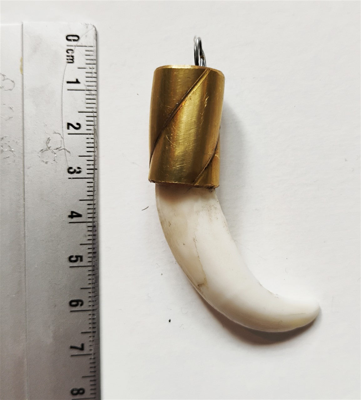 Wild Boar Tusk Amulet