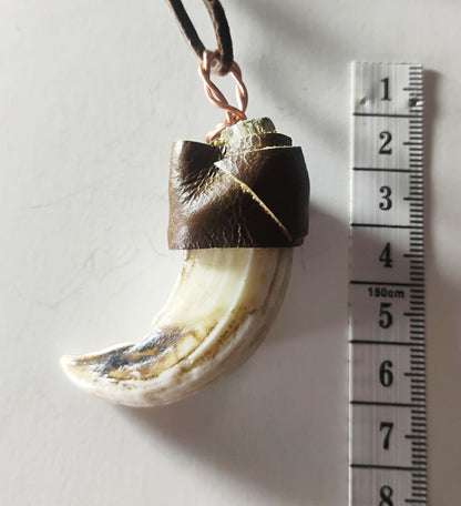 Wild Boar Tusk Amulet