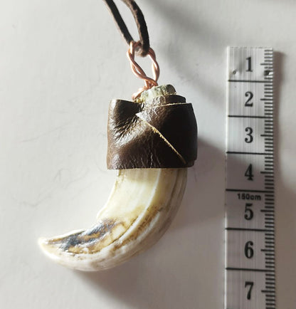 Wild Boar Tusk Amulet